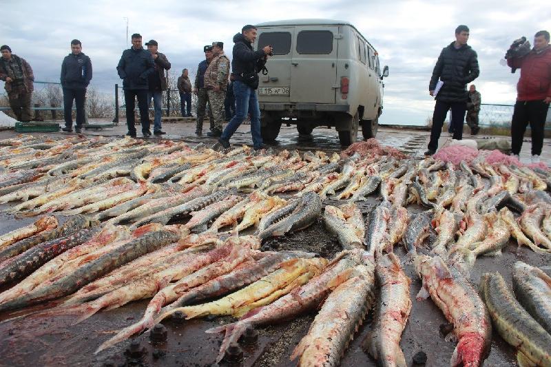 ممنوعیت صید ماهی خاویار خزر تمدید شد