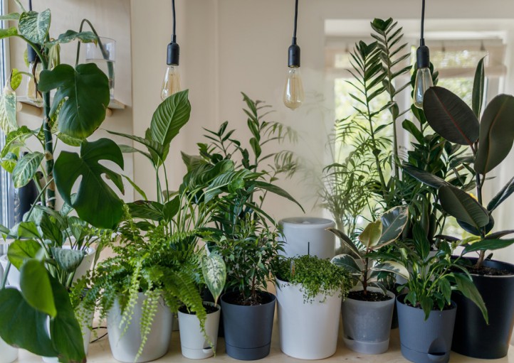 گیاهان آپارتمانی که در هر شرایطی سالم می مانند