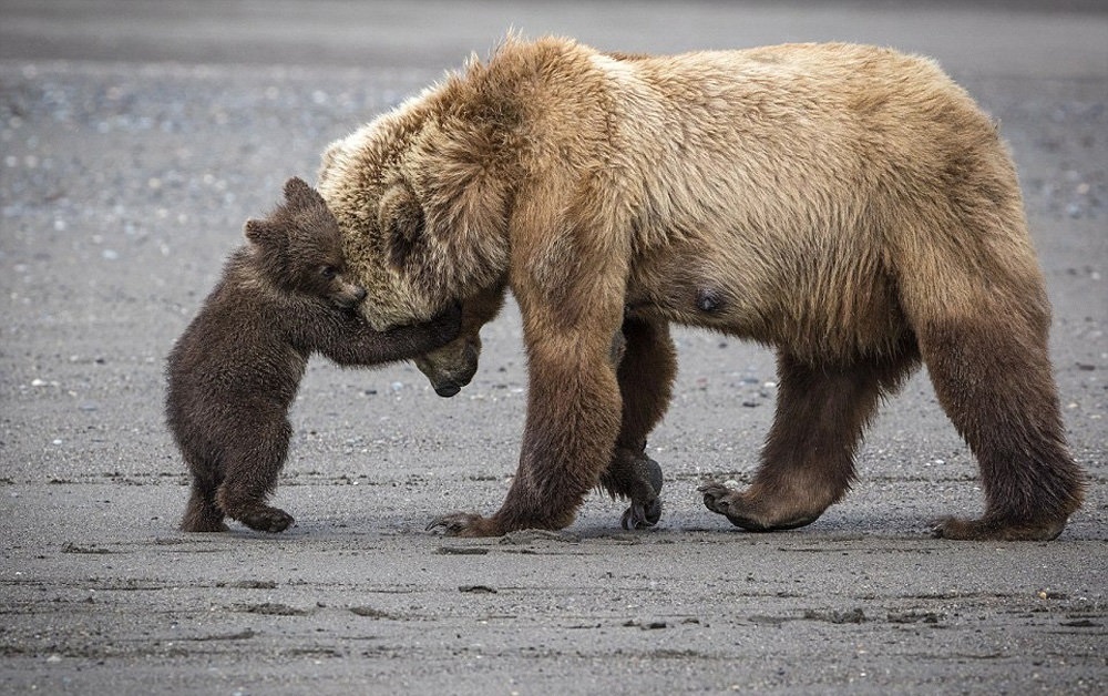 حضور سرزده خرس مادر و توله اش در خانه یک خانواده + فیلم